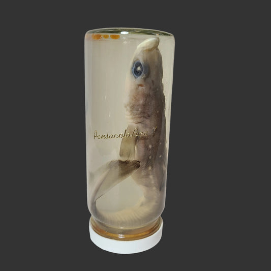 Pensacola Beach Shark in a Jar Liquid Display - USED souvenir